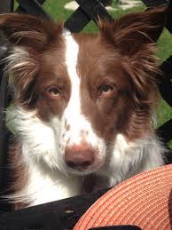 Meg Red And White Border Collie Wire Fox Terrier Herding Dogs White Border Collie