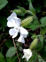 Image result for Silene