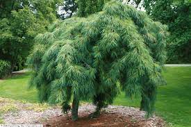 The elegant pines have cascading, evergreen branches that can grow to touch the ground if left unpruned. Weeping White Pine Trees Pinus Strobus Pendula Have Unique Twisting Forms Draping Pine Branches And Int White Pine Tree Weeping Trees Small Weeping Trees