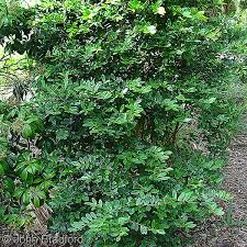 Image result for Eugenia