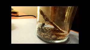 Crickets will eat a vast array of different things, but there are some foods that they like more than others. Black Widow Eats Cricket Youtube
