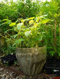 Like tomatoes, ground cherries sprout roots along their stems, so plant seedlings. Gardening Guide Ground Cherries Physalis Pruinosa Growjourney