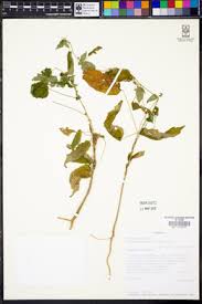 Image result for Tragia kirkiana