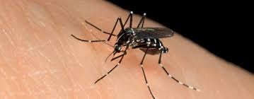 Het #zikavirus wordt oa overgebracht door de #tijgermug. Aziatische Tijgermug Rukt Op Springerlink