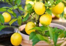 Free shipping on qualified orders. 10pcs Rare Lemon Tree Indoor Outdoor Available Heirloom Fruit Seeds Love Garden For Sale Online Ebay