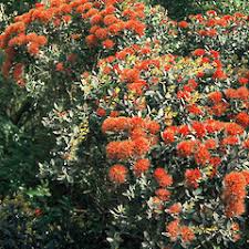 Image result for Micrargeria filiformis