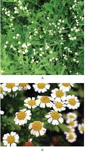Image result for Parthenium