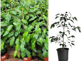 Image result for Ficus benjamina