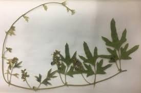 Image result for Neorautanenia mitis