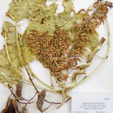 Image result for Leptactina benguelensis