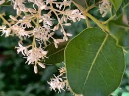 Image result for Metteniusaceae