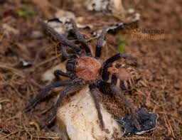 Image result for Pentadesma reyndersii