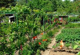 Dem pächter wird das stück land, in diesem fall die parzelle, für meist unbestimmte zeit überlassen, mit der möglichkeit. Einen Kleingarten Pachten So Geht S Frankfurter Beete