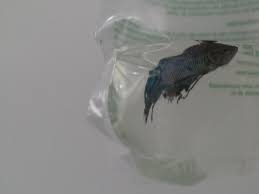 Woman Adopts Half Dead Fish And Completely Transforms Him Dead Fish Pet Store Fish