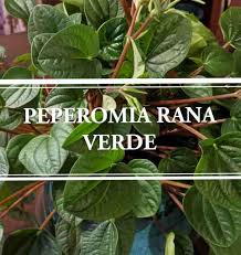 Maybe you would like to learn more about one of these? Peperomia Rana Verde The Resilient Radar Plant Gardening Brain