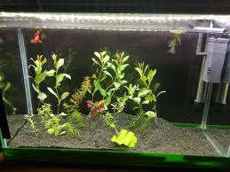 50x30x20 Akvaryum Tavsiye