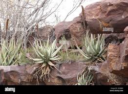 Image result for Aloe spicata
