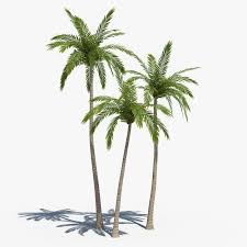 Coconut Palms 01 3d Max Arte De Silhueta 3d Max Paisagismo