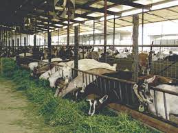Dairy Goats
