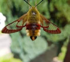 Der hummelschwärmer (hemaris fuciformis) zählt innerhalb der familie der schwärmer (sphingidae) zur gattung hemaris. Hummelschwarmer Hemaris Fuciformis