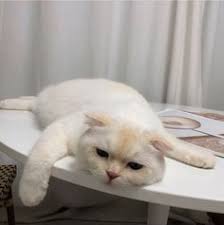 On Twitter Cute Cats Pretty Cats Cute Cat Memes