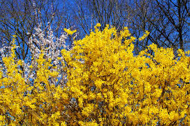 Blossoming shrubs can become beautiful companions to forsythia. Forsythia How To Grow And Care For Forsythia Bushes The Old Farmer S Almanac