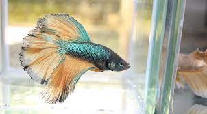 10 Small Freshwater Fish For Nano Aquariums The Ultimate Guide