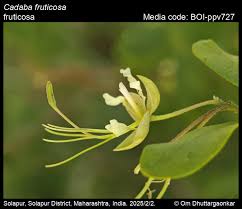 Image result for Cadaba