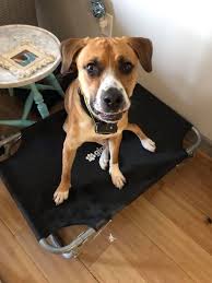 My boy loves his new cage and bed