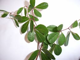 Image result for Rhoicissus digitata