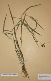 Image result for Fuirena ciliaris