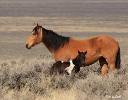 Paint Black And Brown Horse Mustang And Foal Atlar