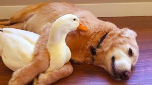 Funny Ducks And Dogs Playing Together Bets Friend Funny Babies And Pets Funny Duck Funny Babies Friends Funny