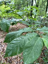 In fact, our tree descriptions can help you find the relevant information you need on hardiness zones, pollination, disease resistance, and more. Pawpaw A Fruit With An Identity Crisis Gardening In The Panhandle