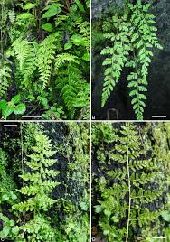 Image result for Mohria lepigera