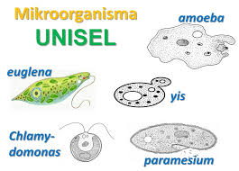 Gizi seimbang dan nilai kalori. Sains Kbsm Lama Tingkatan 1 Bab 2 Mikroorganisma Unisel Diagram Quizlet