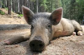 Babi hutan dinilai sebagai spesies yang berisiko rendah dalam daftar merah iucn karena persebarannya yang luas, jumlah yang tinggi, dan kemampuan beradaptasi terhadap keragaman. Babi Hutan Kecil Foto Gratis Di Pixabay