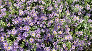 Image result for Aster