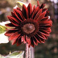 Moulin rouge is a hybrid variety of sunflower that produces pollen free flowers. Moulin Rouge Sunflower