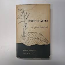 Image result for Streptocarpus hirtinervis