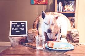 Never Trust A Dog To Watch Your Food Funny Dogs Funny Photos Instagram