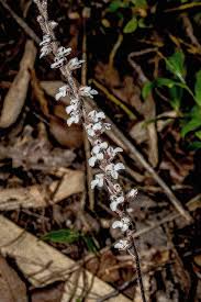 Image result for Zeuxine stammleri