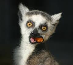 Image Detail For The Many Types Of Endangered Rainforest Animals Photo Emmanuel Faivre Rainforest Animals Endangered Rainforest Animals Lemur