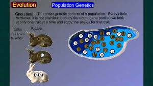Evolution Part 4a Population Genetics 1 Evolution Genetics Biology