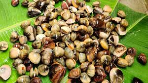 Cleaning the big horse conch. Catch N Cook Shells How To Clean Seashells Mouthwatering Clams Recipe Seafood Shell Youtube