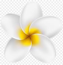 Tkw735.jpg beautiful white flower in bloom at hawaii. Download Tropical Flower Png Images Background Toppng