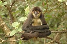 Just like the majority of the monkeys in this article, they also live in central and south america. Spider Monkey Wikipedia