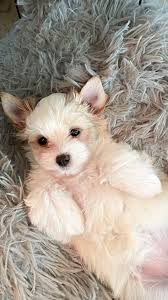 Image result for white yorkshire terrier