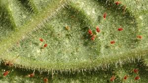In this article, we will discuss how to get rid of spider mites during flowering, along with an introduction to spider mites. How To Get Rid Of Spider Mites Quickly And Naturally