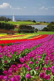 Tulips Lighthouse Table Cape Tasmania Delightful Tulips Tasmania Australia Tulip Festival